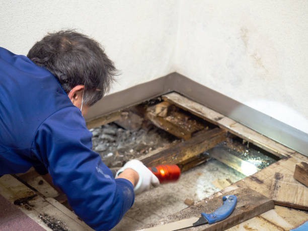 Best Attic Mold Remediation in Bement, IL