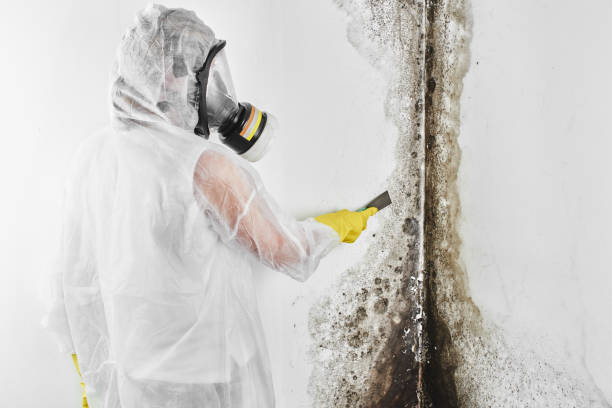 Best Black Mold Remediation in Bement, IL