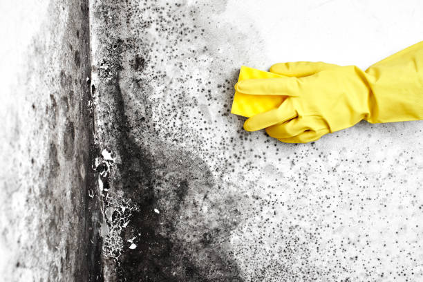Best Health and Safety Mold Remediation in Bement, IL