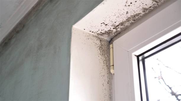 Best Black Mold Remediation in Bement, IL