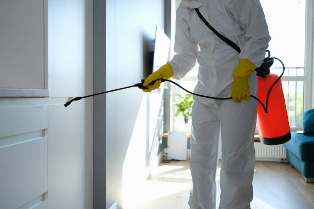 Best Kitchen Mold Remediation in Bement, IL
