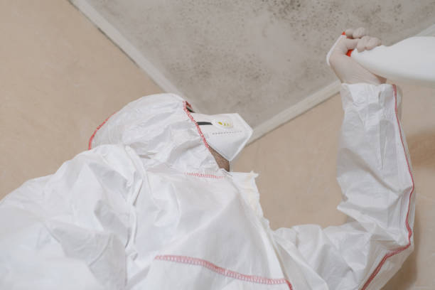 Best Bathroom Mold Remediation in Bement, IL