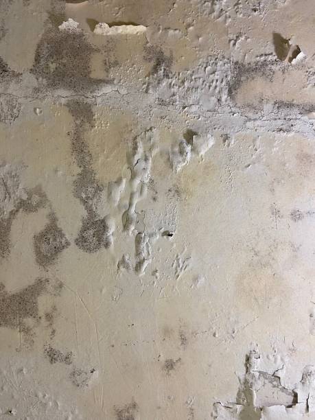 Best Localized Mold Remediation (e.g., coastal areas, humid climates) in Bement, IL