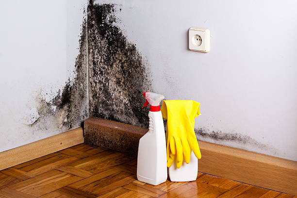 Trusted Bement, IL Mold Remediation Experts