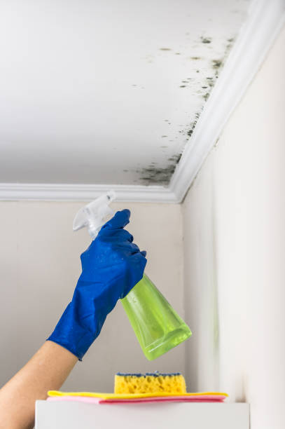 Best Residential Mold Remediation in Bement, IL