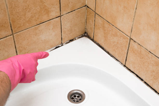 Best White Mold Remediation in Bement, IL