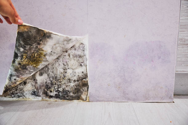 Best DIY Mold Remediation Support Services in Bement, IL